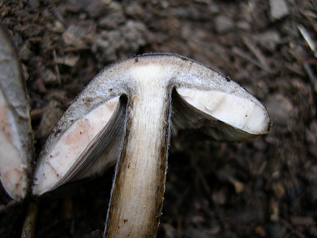 Volvariella  terrea  sp.nov.
